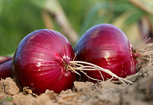 Onion (India)